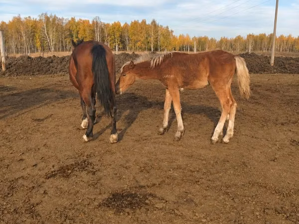 Mare, Horses — Kazakhstan