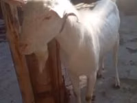Kambing jantan, Saanen goat — foto 4