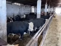 Býk, Russian Black pied cattle — foto 7