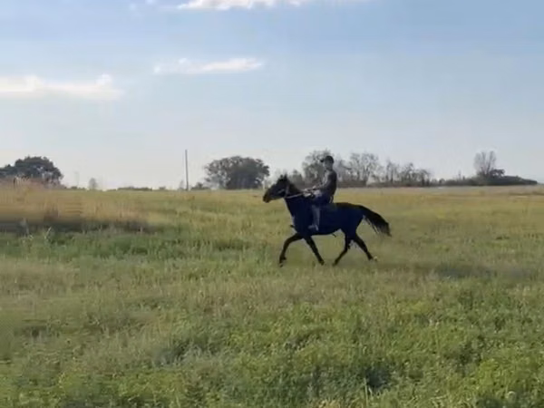 Ձի, Kazakh horse — Ղազախստան