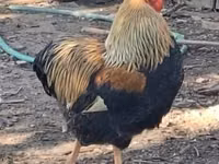 وایندوت — عکس 3