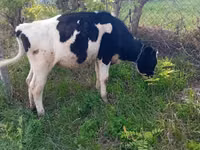 Lembu betina, Russian Black pied cattle — foto 2