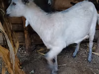 Goat, Goats — photo 4
