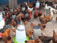 Chickens — sawirka 4