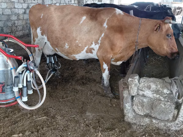 Cow, Jersey breed — Moldova