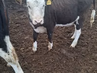 İnək, Latvian Blue cattle — foto 5