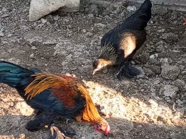 Chickens — جمهوری آذربایجان