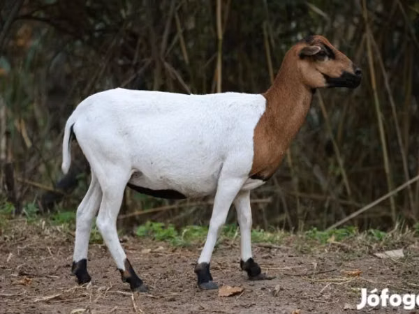 میش, Cameroon sheep — مجارستان