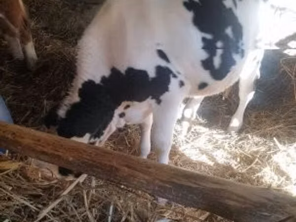Bull, Russian Black pied cattle