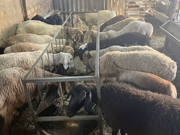 Sheep, Sheep — Kyrgyzstan