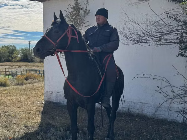 Horse (M), Kazakh horse