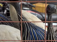 Turkeys — Foto 2