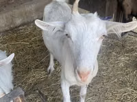 Get, Saanen goat — foto 6