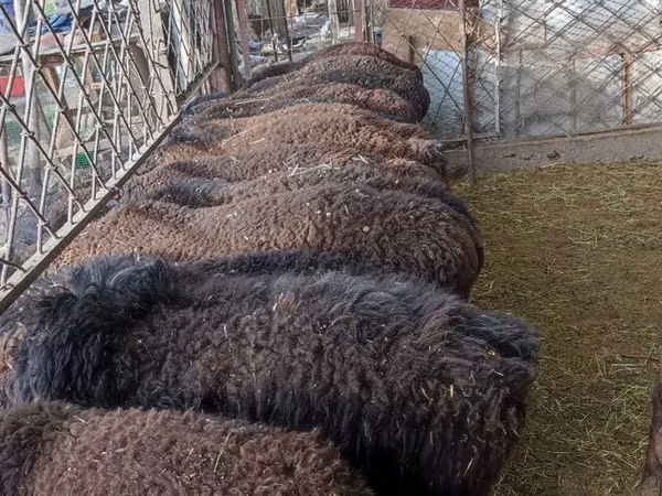 Koç, Koyunlar — Özbekistan