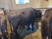 Toro, Swiss cattle — foto 2