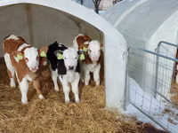 ወንድ በሬ, Simmental cattle — ፎቶ 5