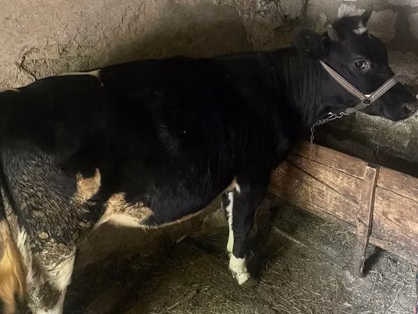 Vache, Bovins — Moldavie