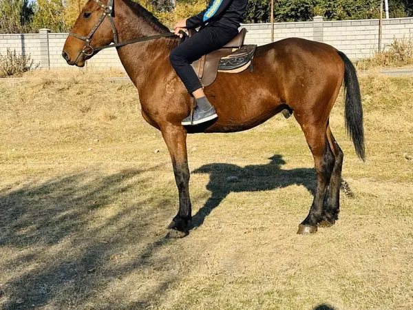 Horse (M), Horses