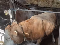 सांड, Simmental cattle — फ़ोटो 6