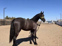 ม้าตัวเมีย, Friesian — รูปภาพ 4