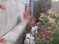 Goat, Goats — photo 8