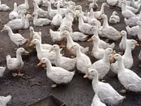 Geese — photo 4