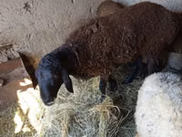Ram, Rhon sheep — photo 2