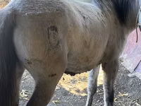 Kuda betina, Horses — foto 8
