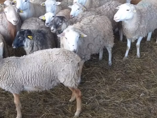 Koç, Katum sheep