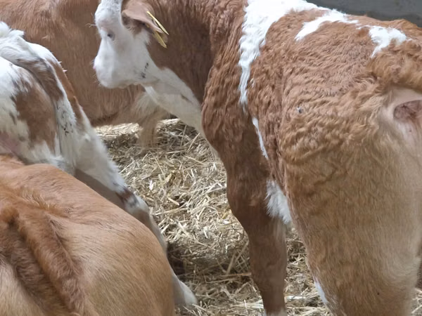 Bovins (lot, sexe non indiqué), Simmental cattle