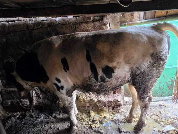 Toro, Russian Black pied cattle