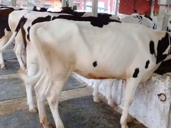 Vache, Race Holstein