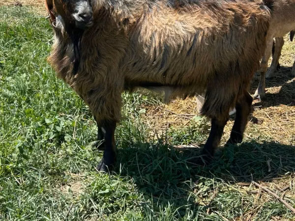 Billy Goat, Goats — Moldova
