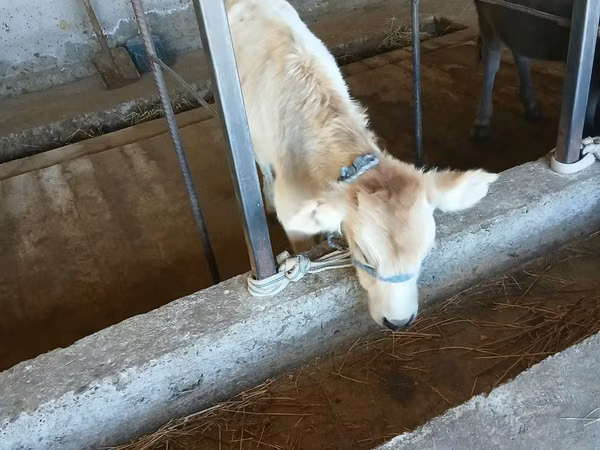 Cow, Auliekol breed — Kazakhstan