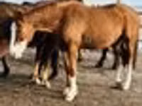 Mare, Thoroughbred horse — photo 7