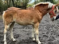 Mare, Haflinger — photo 4