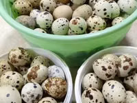 Продаю Клетка для кроликов, на 2 отсека, с сенником по середине с — foto 5