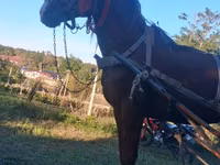 ፈረስ, Horses — ፎቶ 1