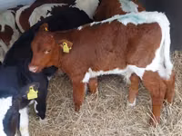Bou, Vaca Limousine — foto 5