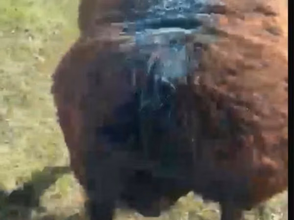 Sheep, Sheep — Kazakhstan