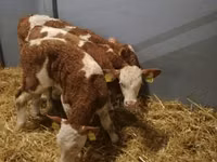 Bik, Simmental cattle — fotografija 4