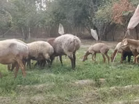 Ram, Arashan sheep — photo 2
