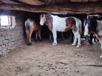 घोड़ा, Kazakh horse — फ़ोटो 5
