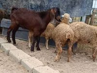 ছাগল, Damask goat — ছবি 4
