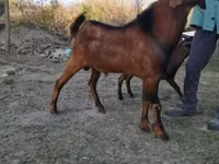 แพะตัวผู้, Nubian Goat — รูปภาพ 2