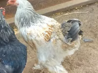 Brahma — foto 3