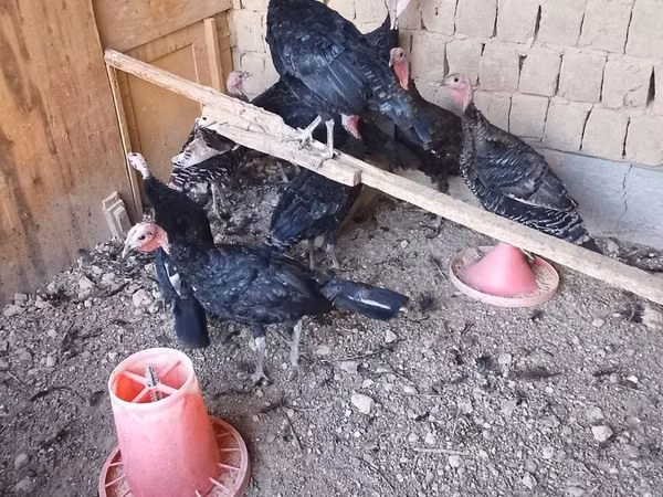 Turkeys — Uzbekistan