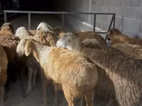 Sheep, Sheep — photo 2