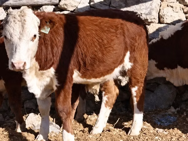 Bovine (lot, sex nespecificat), Vaca kazahă cu cap alb