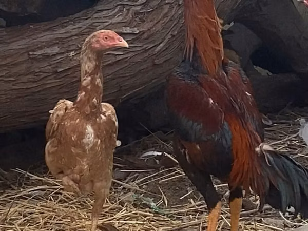 Chickens — አዘርባጃን